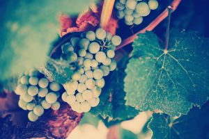 wine achaia clauss