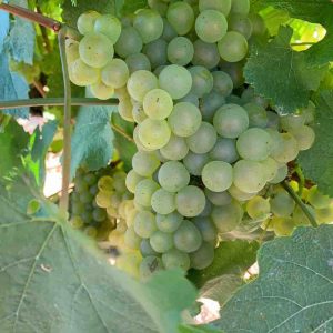 Grape White variety